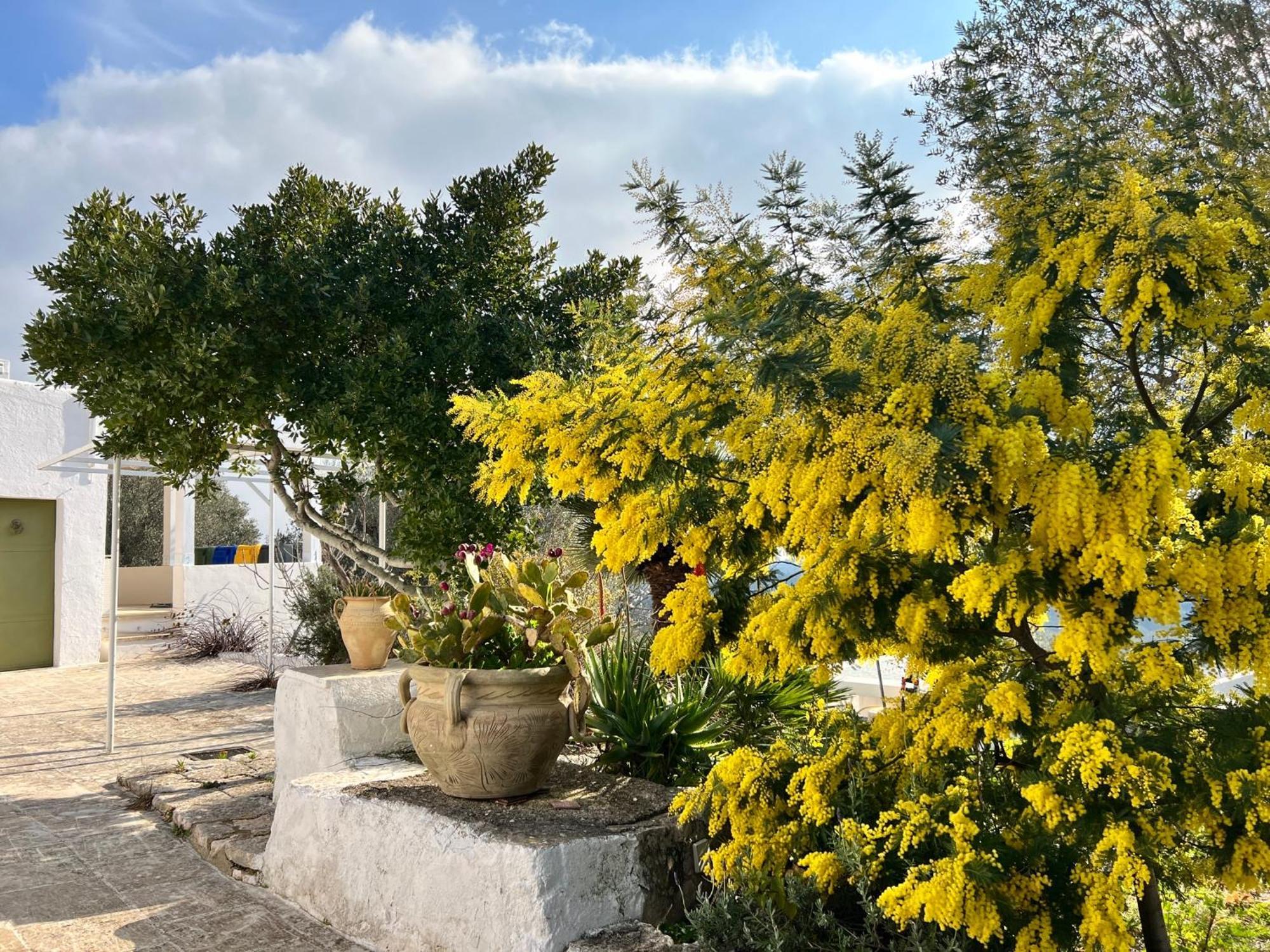 Syconium Trullo And Lamia Gea Charme And History Hotel Ostuni Kültér fotó
